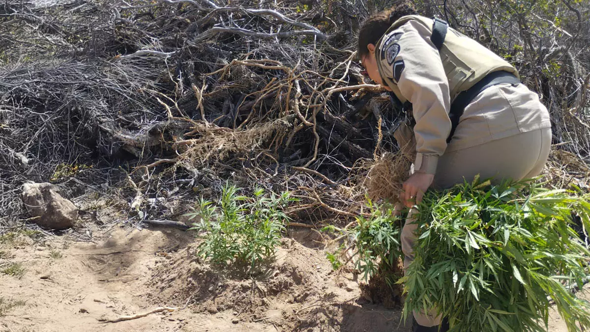 Policiais Militares do 6º BPM apreenderam pés de maconha e detiveram um homem suspeito pelo cultivo da erva, na manhã de quarta-feira (23)