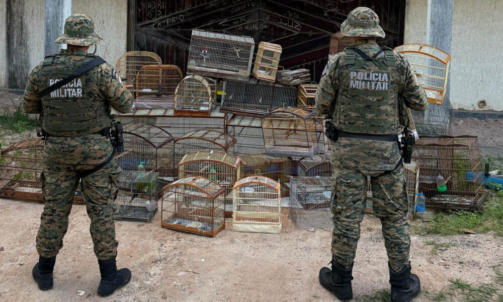 Na última quinta-feira (3), policiais militares da Coppa resgataram 39 aves silvestres que estavam sendo mantidas em cativeiro em Salvador.