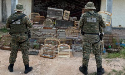 Na última quinta-feira (3), policiais militares da Coppa resgataram 39 aves silvestres que estavam sendo mantidas em cativeiro em Salvador.