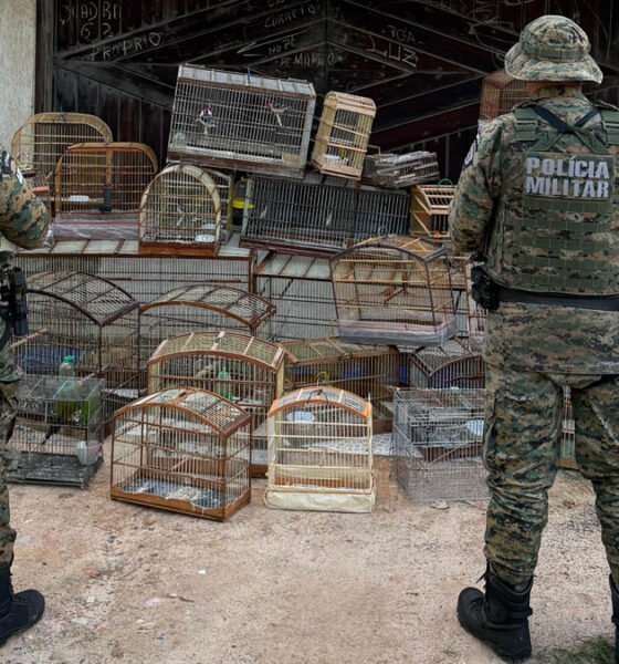 Na última quinta-feira (3), policiais militares da Coppa resgataram 39 aves silvestres que estavam sendo mantidas em cativeiro em Salvador.