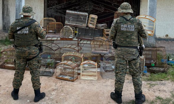 Na última quinta-feira (3), policiais militares da Coppa resgataram 39 aves silvestres que estavam sendo mantidas em cativeiro em Salvador.