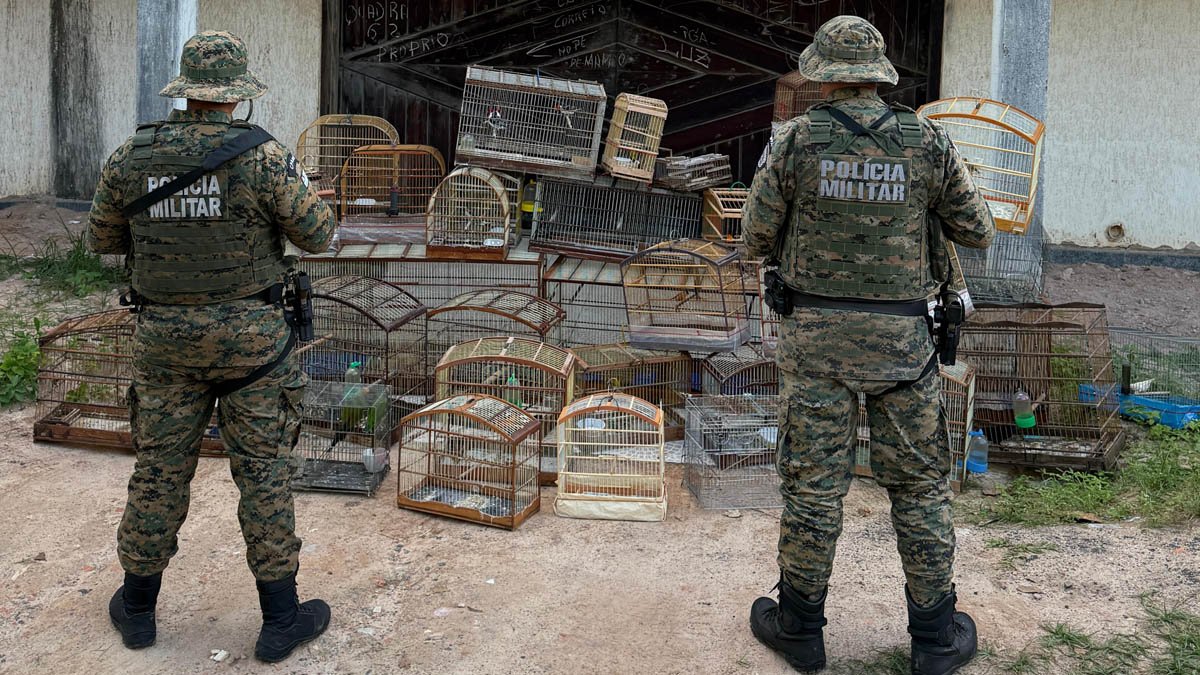 Na última quinta-feira (3), policiais militares da Coppa resgataram 39 aves silvestres que estavam sendo mantidas em cativeiro em Salvador.