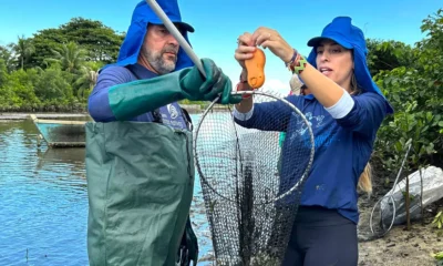 invasora que ameaça a biodiversidade da Baía de Todos-os-Santos (BTS) e restringe o uso tradicional deste estuário pela comunidade e