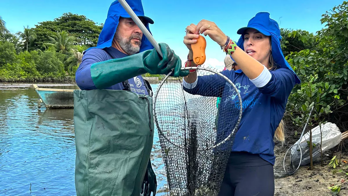 invasora que ameaça a biodiversidade da Baía de Todos-os-Santos (BTS) e restringe o uso tradicional deste estuário pela comunidade e