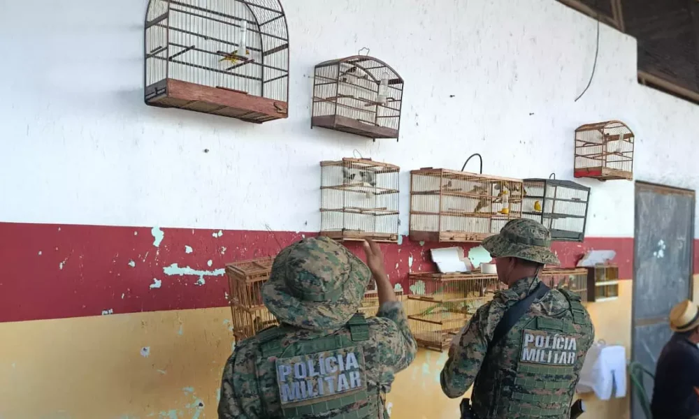 Companhia Independente de Polícia e Proteção Ambiental (Coppa) prenderam dois indivíduos e resgataram 77 aves silvestres