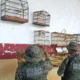 Companhia Independente de Polícia e Proteção Ambiental (Coppa) prenderam dois indivíduos e resgataram 77 aves silvestres