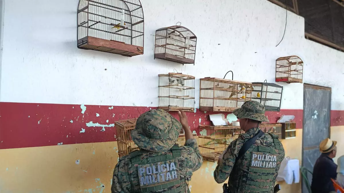 Companhia Independente de Polícia e Proteção Ambiental (Coppa) prenderam dois indivíduos e resgataram 77 aves silvestres