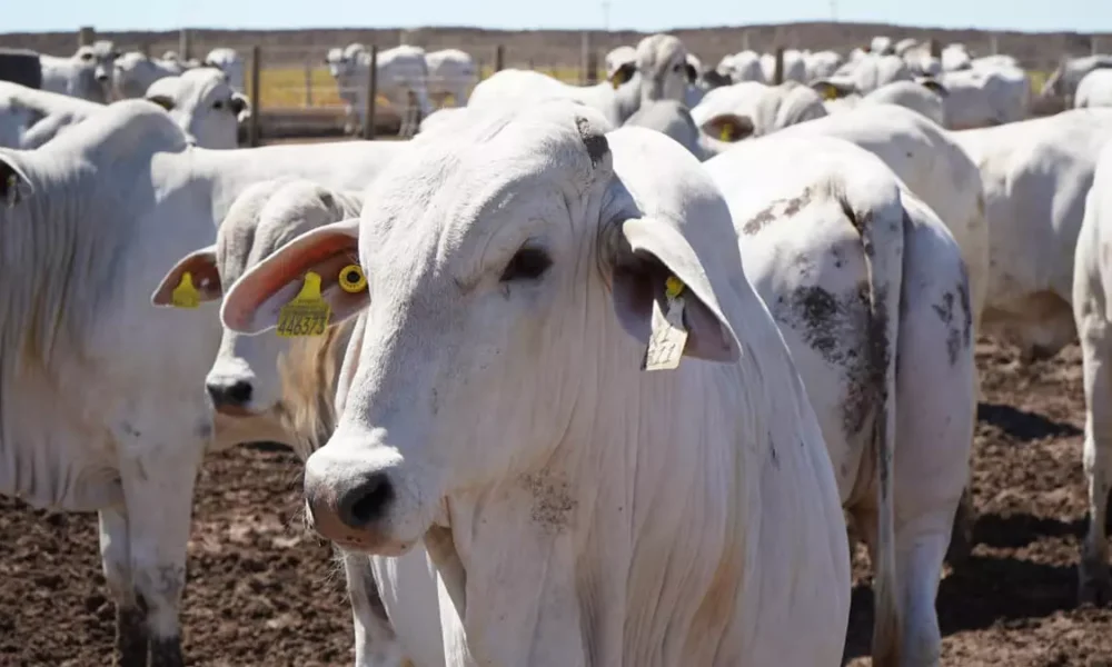 atingiu um marco histórico em 2024, registrando os maiores números dos últimos 50 anos na criação de gado e na produção de ovos.