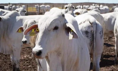 atingiu um marco histórico em 2024, registrando os maiores números dos últimos 50 anos na criação de gado e na produção de ovos.