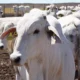 atingiu um marco histórico em 2024, registrando os maiores números dos últimos 50 anos na criação de gado e na produção de ovos.