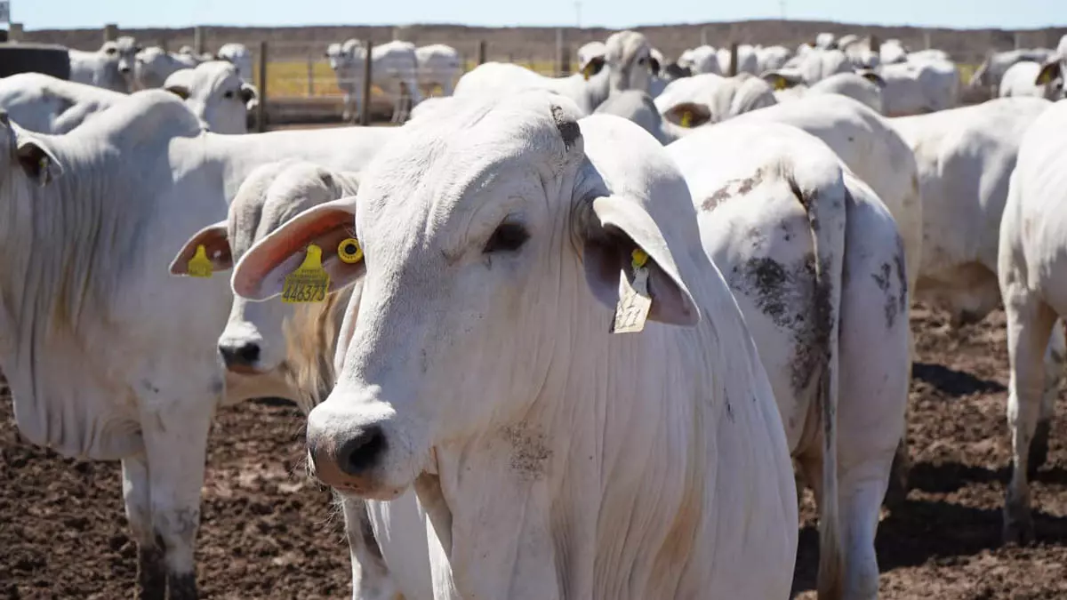 atingiu um marco histórico em 2024, registrando os maiores números dos últimos 50 anos na criação de gado e na produção de ovos.