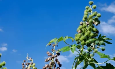 A Bahia, maior produtora de mamona do Brasil, articula o fortalecimento da cultura como alternativa para a agricultura no semiárido,