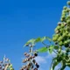 A Bahia, maior produtora de mamona do Brasil, articula o fortalecimento da cultura como alternativa para a agricultura no semiárido,