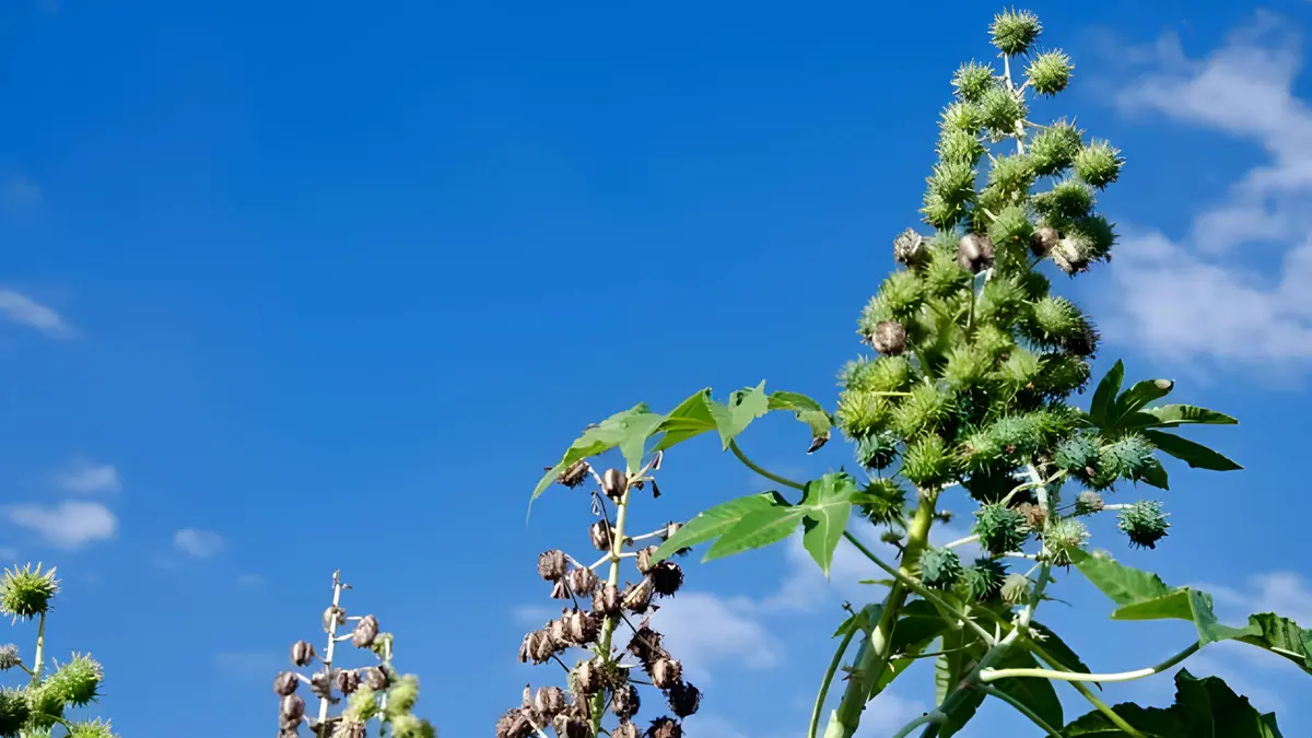 A Bahia, maior produtora de mamona do Brasil, articula o fortalecimento da cultura como alternativa para a agricultura no semiárido,