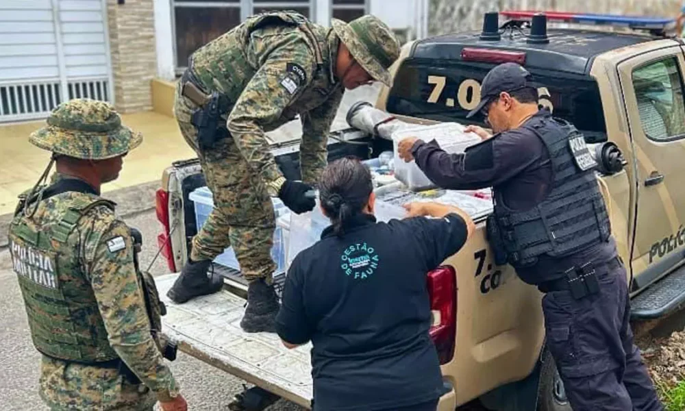 A ação conjunta, que visava ao combate ao crime ambiental, como comércio ilegal de animais silvestres, resultou na apreensão