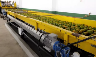Considerado o maior produtor de laranja da Bahia, responsável por cerca de 40% da safra estadual, o município de Rio Real, no Litoral Norte,