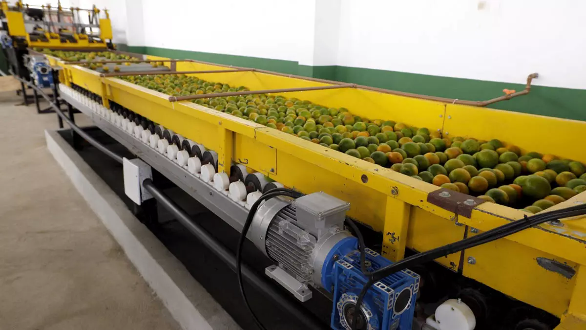 Considerado o maior produtor de laranja da Bahia, responsável por cerca de 40% da safra estadual, o município de Rio Real, no Litoral Norte,