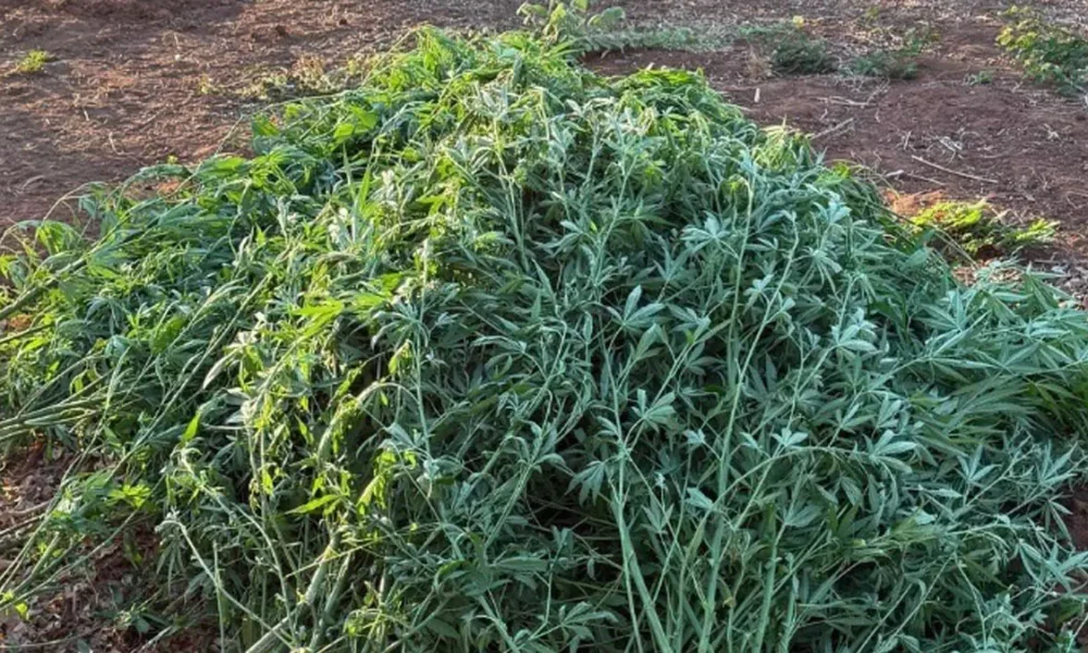 Na manhã desta quarta-feira (17), policiais da 28ª CIPM erradicaram uma plantação de maconha, em Muquém de São Francisco. A ação também
