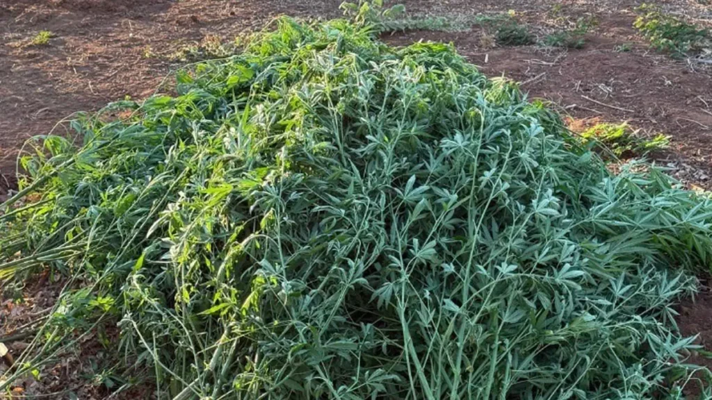 Na manhã desta quarta-feira (17), policiais da 28ª CIPM erradicaram uma plantação de maconha, em Muquém de São Francisco. A ação também