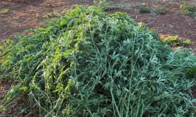 Na manhã desta quarta-feira (17), policiais da 28ª CIPM erradicaram uma plantação de maconha, em Muquém de São Francisco. A ação também