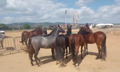 A Agência de Defesa Agropecuária da Bahia (ADAB), órgão responsável pela vigilância e defesa sanitária animal, intensificou as