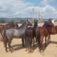 A Agência de Defesa Agropecuária da Bahia (ADAB), órgão responsável pela vigilância e defesa sanitária animal, intensificou as