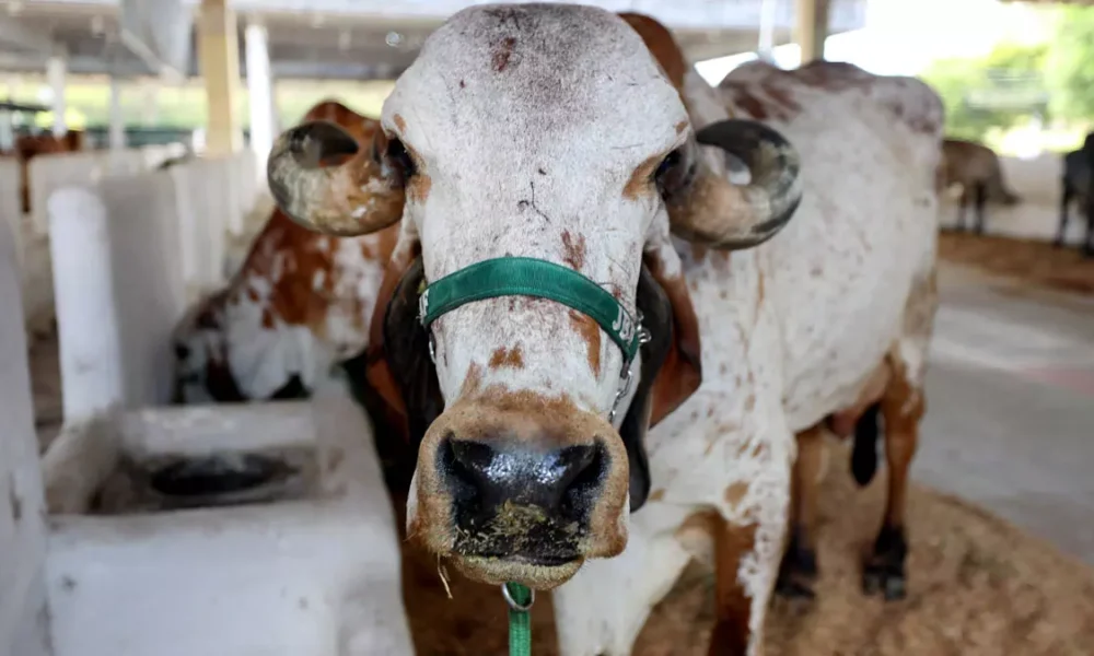 Com o tema “Campo e Cidade: juntos pelo futuro do agro”, a Fenagro 2025 será realizada entre os dias 29 de novembro e 7 de dezembro
