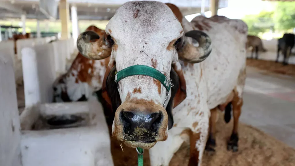 Com o tema “Campo e Cidade: juntos pelo futuro do agro”, a Fenagro 2025 será realizada entre os dias 29 de novembro e 7 de dezembro