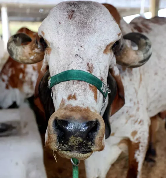Com o tema “Campo e Cidade: juntos pelo futuro do agro”, a Fenagro 2025 será realizada entre os dias 29 de novembro e 7 de dezembro