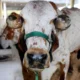 Com o tema “Campo e Cidade: juntos pelo futuro do agro”, a Fenagro 2025 será realizada entre os dias 29 de novembro e 7 de dezembro