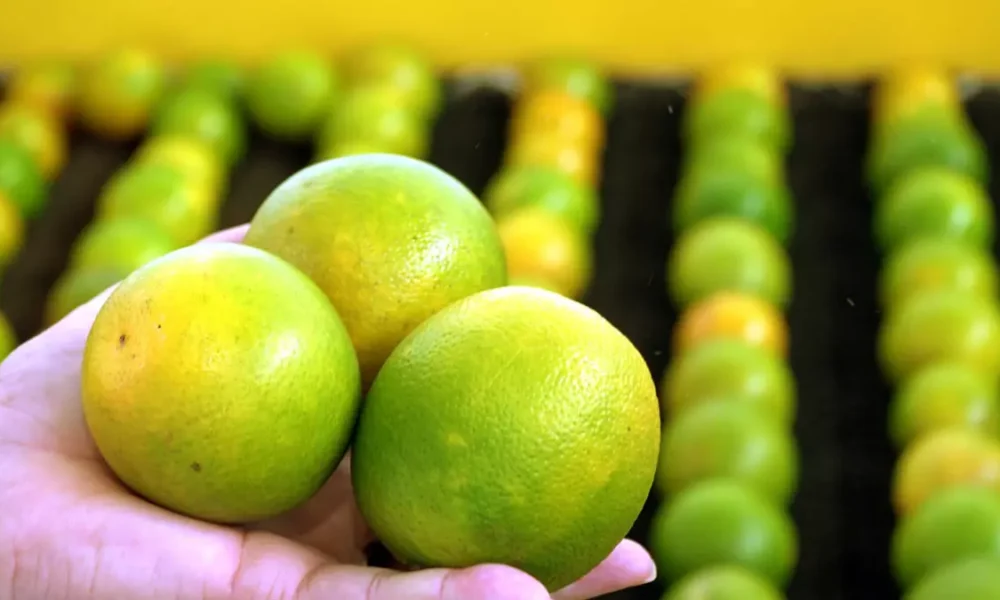 Estatística (IBGE) indicam que os principais responsáveis pelo desempenho - que seguiu na contramão do país - foram a fruticultura,