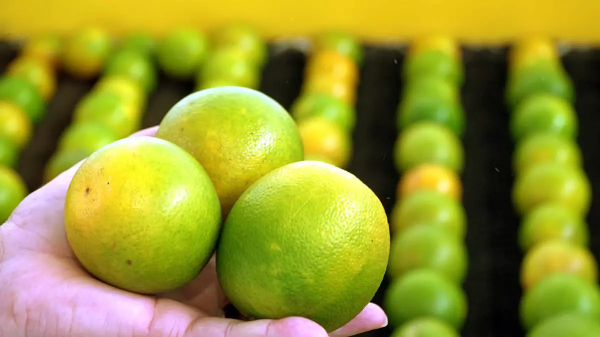 Estatística (IBGE) indicam que os principais responsáveis pelo desempenho - que seguiu na contramão do país - foram a fruticultura,