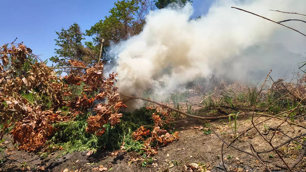 45ª CIPM, durante cumprimento da Operação Força Total, erradicaram cerca de 14 mil pés de maconha na zona rural do município de Curaçá.