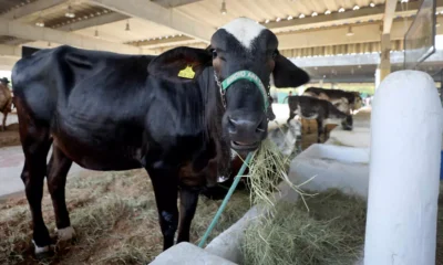 A Fenagro 2025, que acontece de 29 de novembro a 7 de dezembro, no Parque de Exposições de Salvador, promete seguir