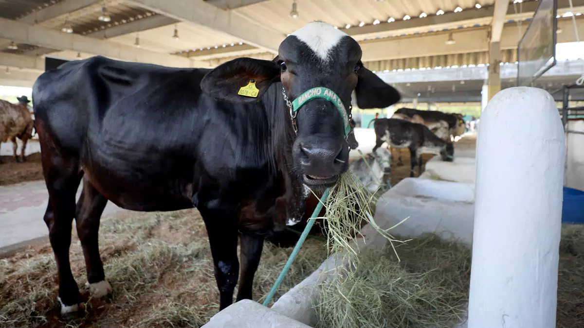 A Fenagro 2025, que acontece de 29 de novembro a 7 de dezembro, no Parque de Exposições de Salvador, promete seguir