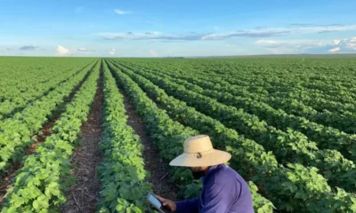 A agricultura baiana deve manter uma trajetória de expansão em 2026. Segundo a Secretaria de Agricultura, Pecuária, Irrigação,