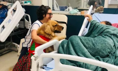 “Dra. Amie”, um cão terapeuta que com seu temperamento dócil e tranquilo acalentou corações, fomentando a alegria e o bem-estar junto