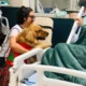 “Dra. Amie”, um cão terapeuta que com seu temperamento dócil e tranquilo acalentou corações, fomentando a alegria e o bem-estar junto
