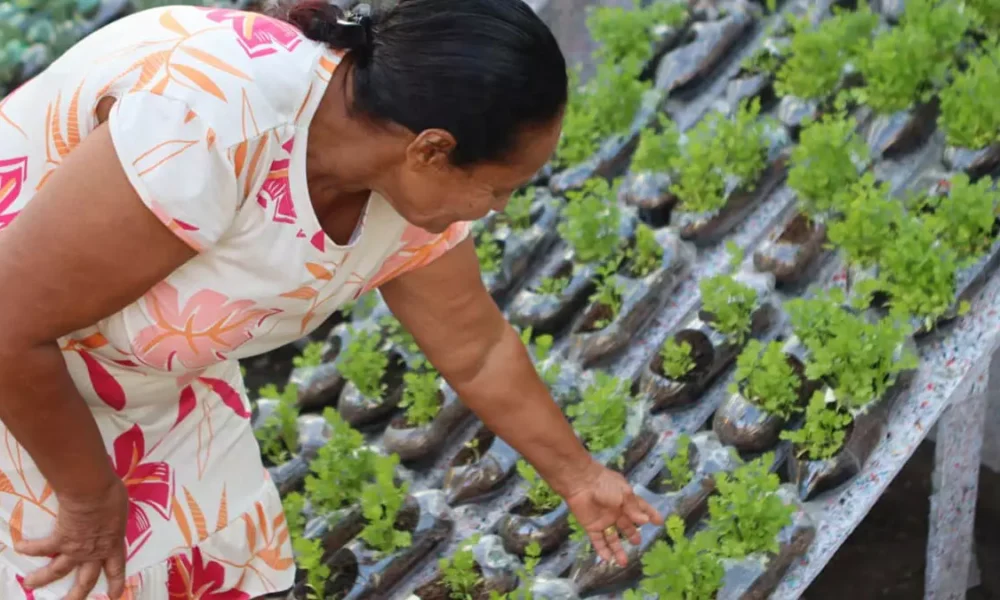 entre a Solar Coca-Cola e o Governo da Bahia, foi inaugurada nesta segunda-feira (15), em Feira de Santana, a primeira horta hidropônica