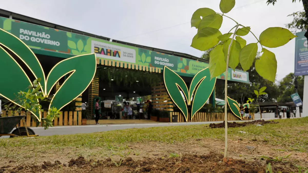 nativas e frutíferas. O projeto começa em 2026 pelo município de Barreiras, no oeste do estado, que receberá mil mudas da Caatinga