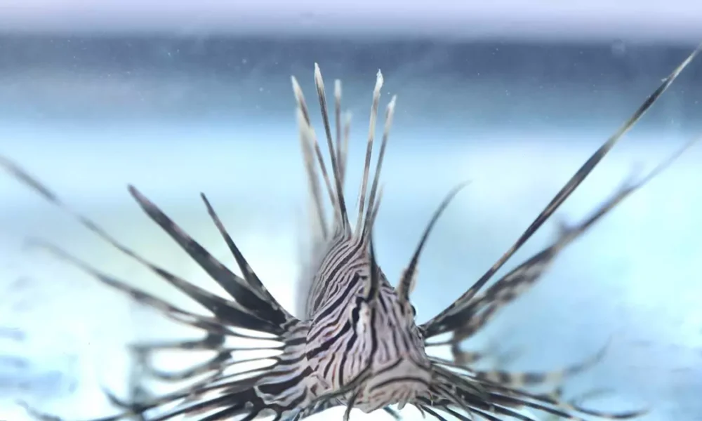 Instituto do Meio Ambiente e Recursos Hídricos (Inema), está convocando a população para colaborar no enfrentamento ao peixe-leão,