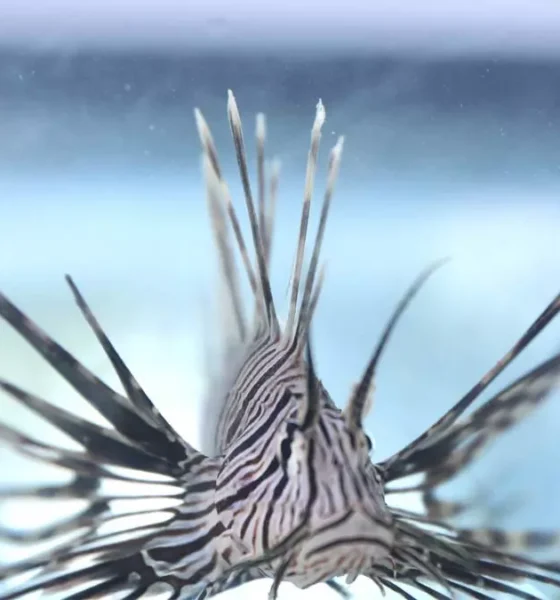 Instituto do Meio Ambiente e Recursos Hídricos (Inema), está convocando a população para colaborar no enfrentamento ao peixe-leão,