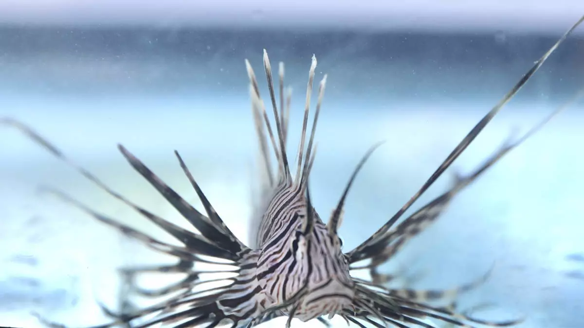 Instituto do Meio Ambiente e Recursos Hídricos (Inema), está convocando a população para colaborar no enfrentamento ao peixe-leão,