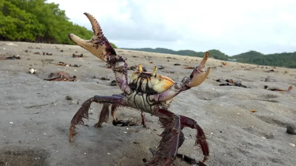 ficando extremamente vulneráveis à captura. Nos primeiros meses do ano, isso ocorre com mais frequência com o caranguejo-uçá