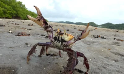 ficando extremamente vulneráveis à captura. Nos primeiros meses do ano, isso ocorre com mais frequência com o caranguejo-uçá