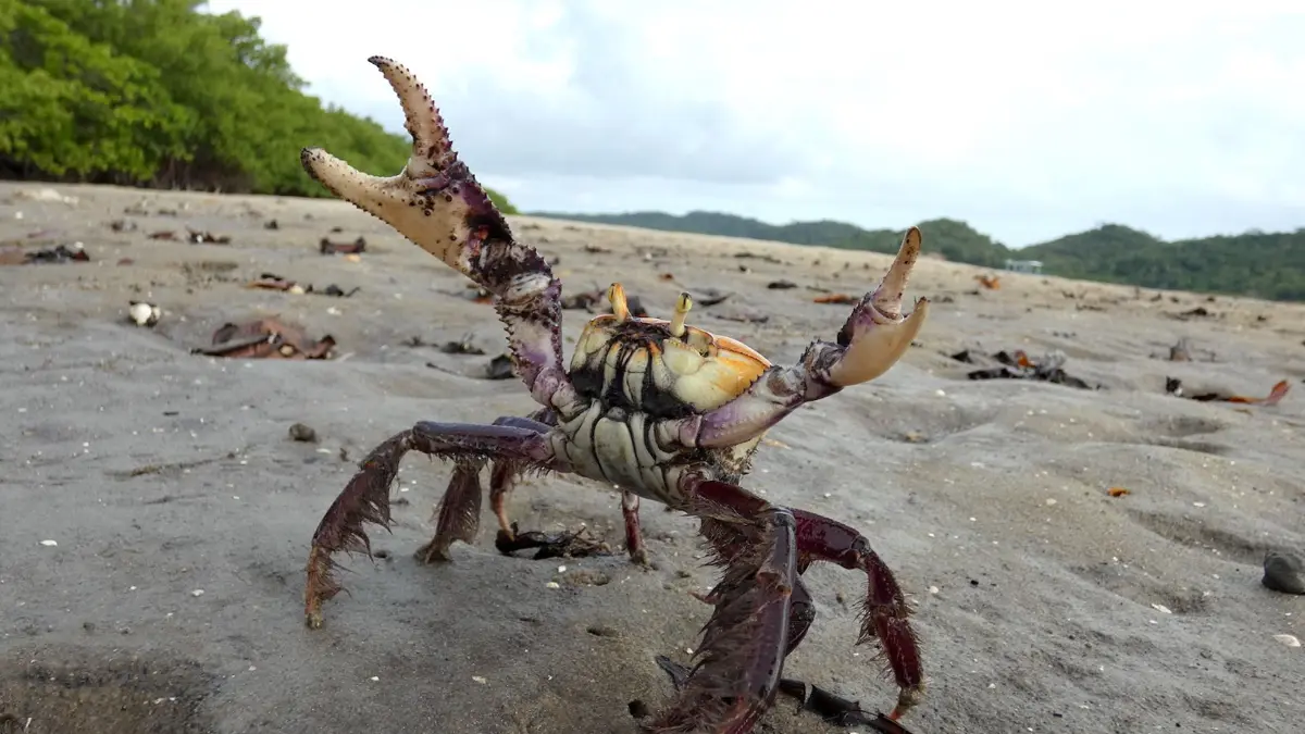 ficando extremamente vulneráveis à captura. Nos primeiros meses do ano, isso ocorre com mais frequência com o caranguejo-uçá