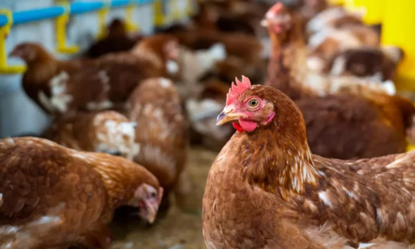 A avicultura baiana fechou 2025 com crescimento de 16,3% na produção de ovos e inicia 2026 com perspectivas otimistas.