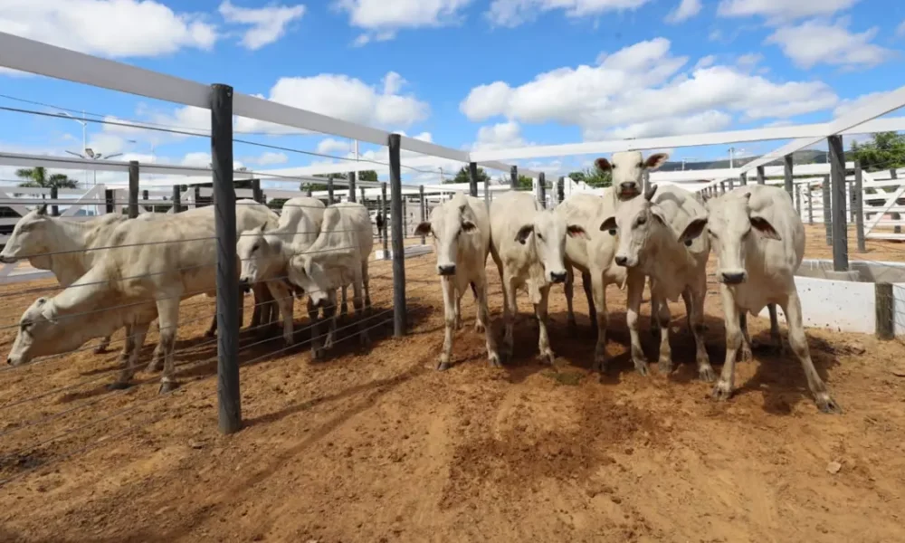 Quatro atividades devem seguir como principais impulsionadores da pecuária baiana em 2026: bovinocultura de corte, produção leiteira