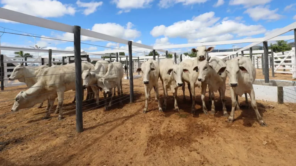 Quatro atividades devem seguir como principais impulsionadores da pecuária baiana em 2026: bovinocultura de corte, produção leiteira