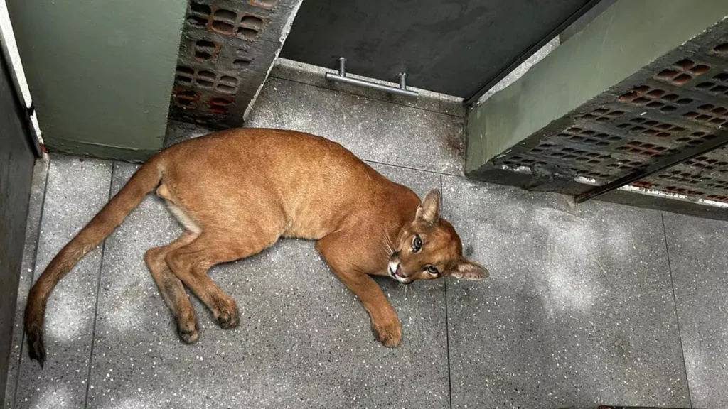 O Instituto do Meio Ambiente e Recursos Hídricos (Inema) realizou, na terça-feira (20), o resgate de um macho juvenil de onça-parda